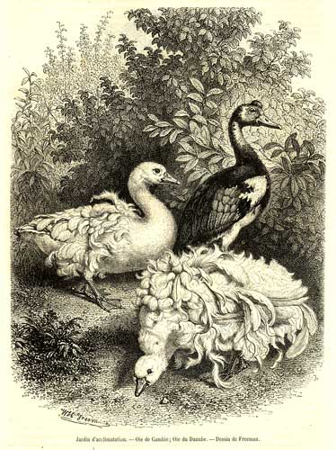 Gambia Goose, goose of the Danube, Drawing by Freeman  The Jardin d'Acclimatation - Bois de Boulogne  The Picturesque Shop (1862) - Private Collection  