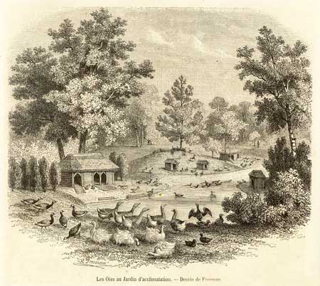 The Jardin d’Acclimatation - Bois de Boulogne  Drawing by Freeman  The Picturesque Shop (1862) - Private Collection